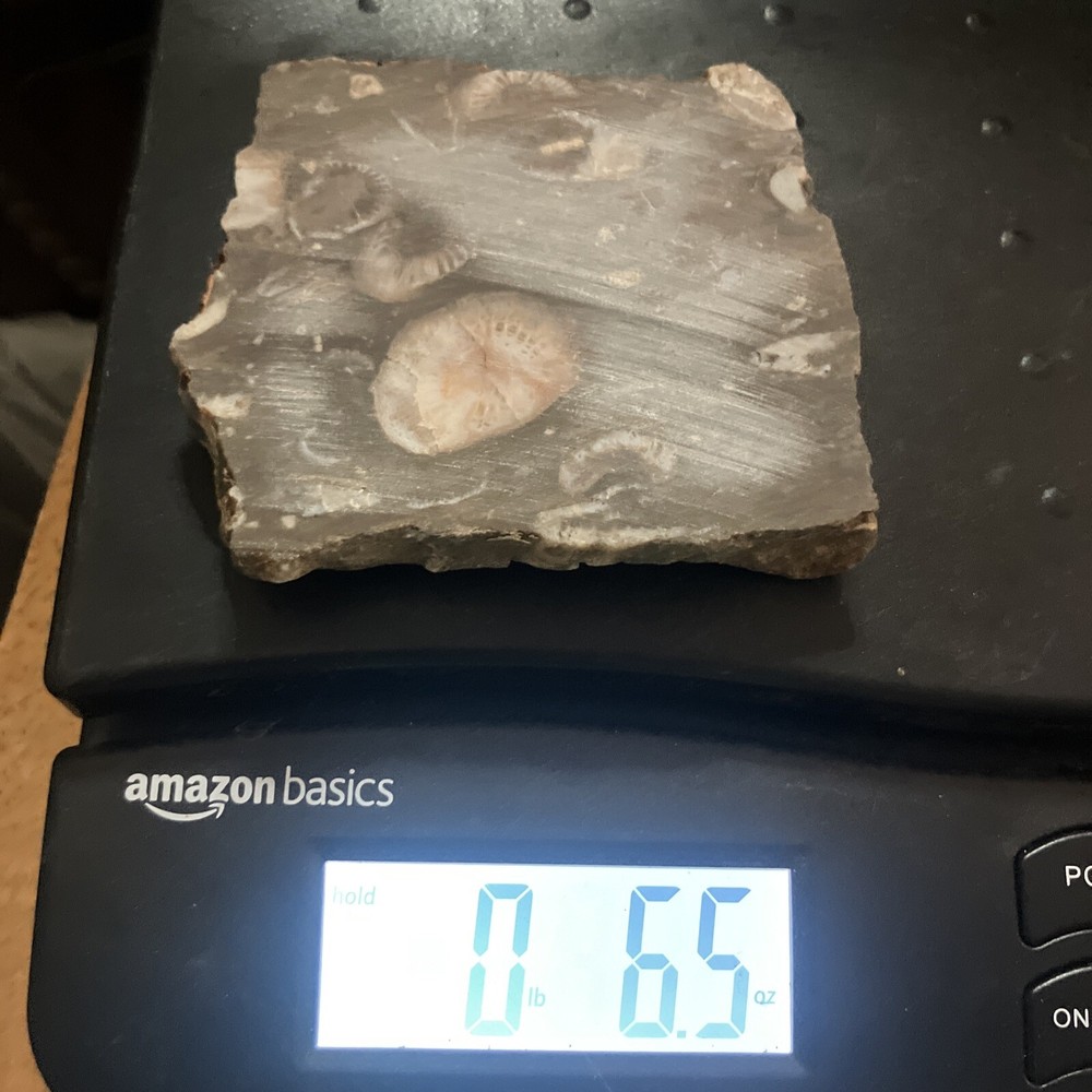 Fossil Stone Slab - End Cut (Fluorescent Under UV Light)