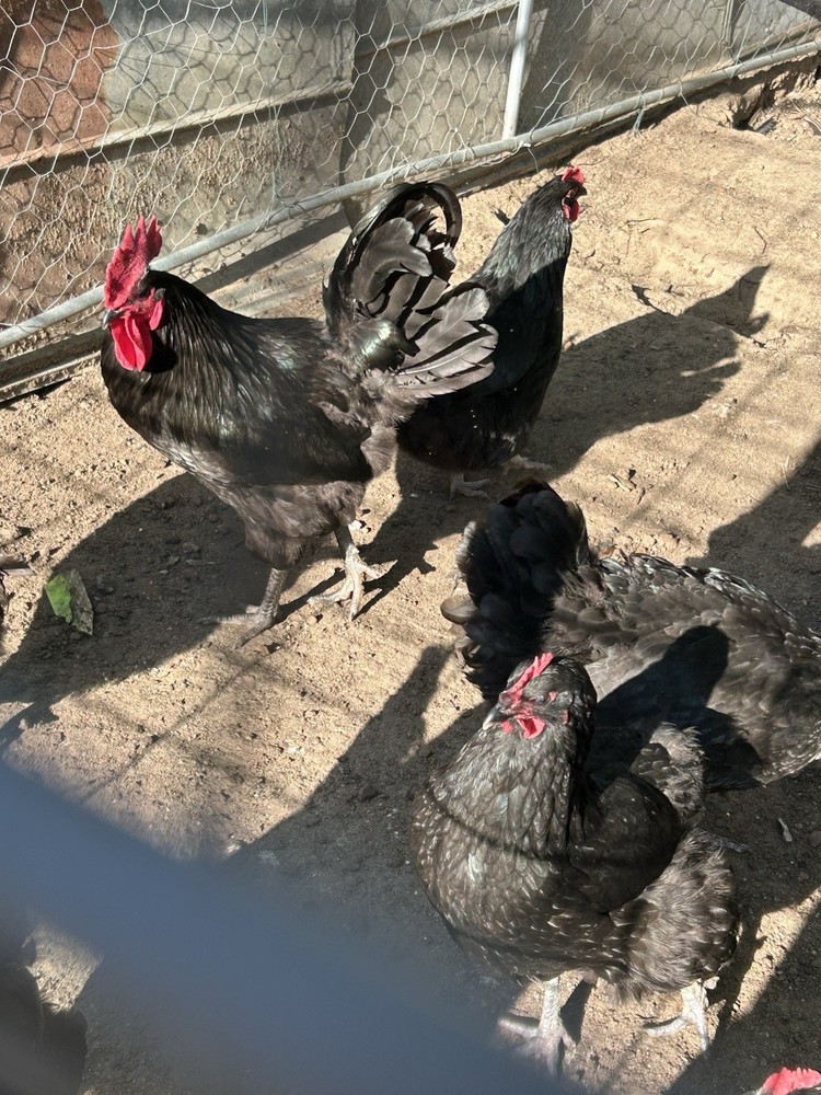 12 Black Australorp Hatching Eggs Pure