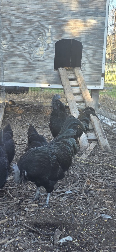 6 Ayan Cemani Hatching Eggs
