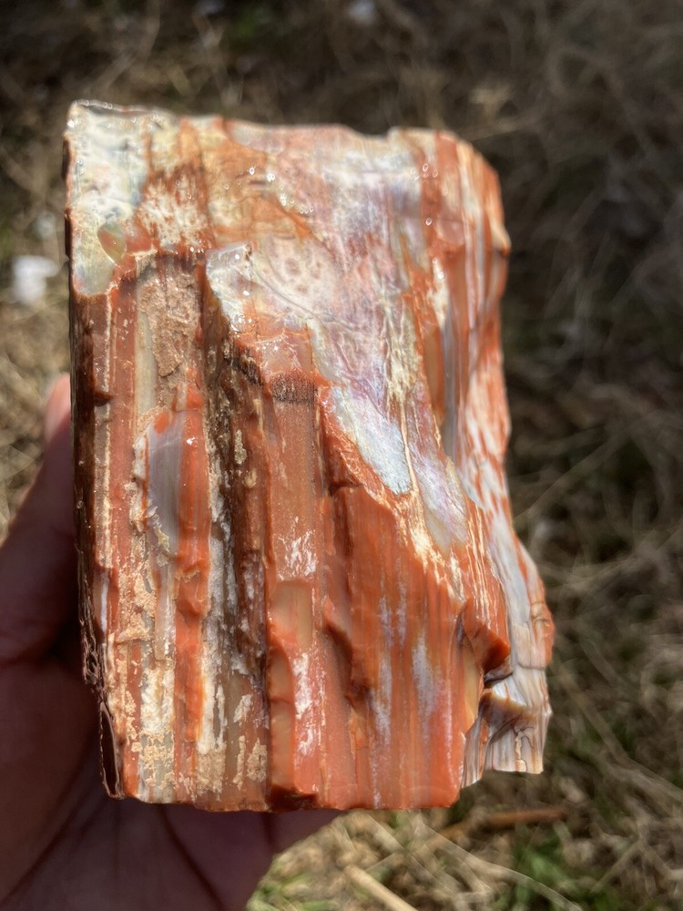 Arizona Petrified Wood