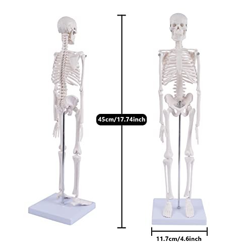 17" Mini Human Skeleton Model - Anatomical Study Tool with Movable Arms & Legs,