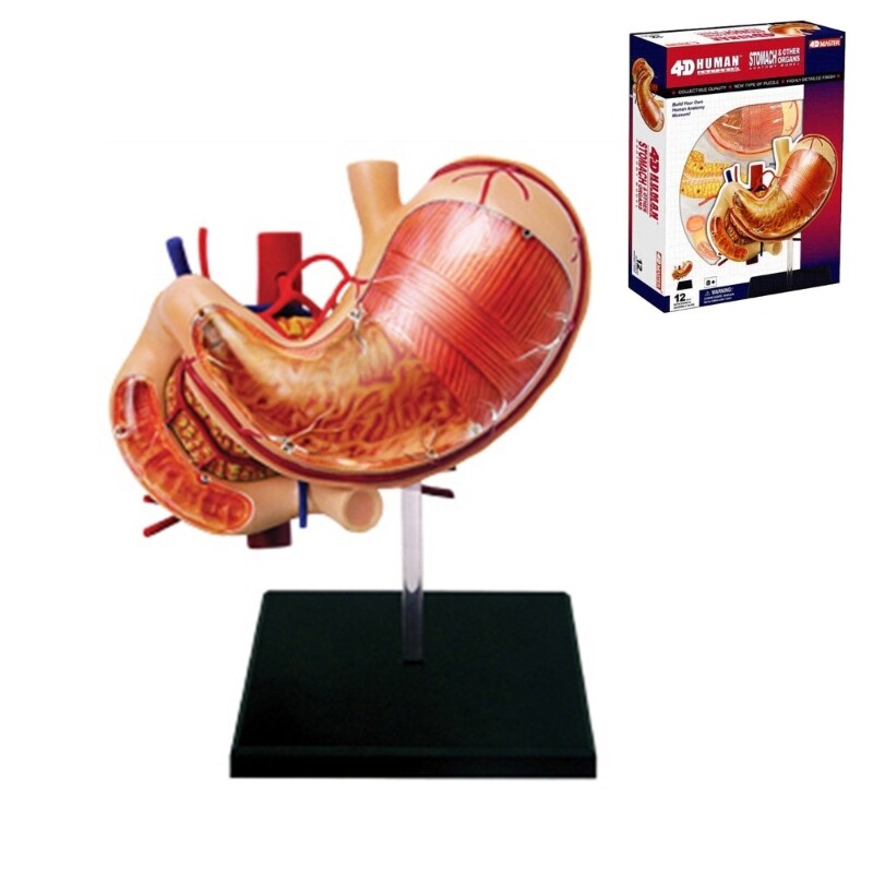 Human Stomach Organs Model Anatomical Gastric Model Science School Teaching Tool