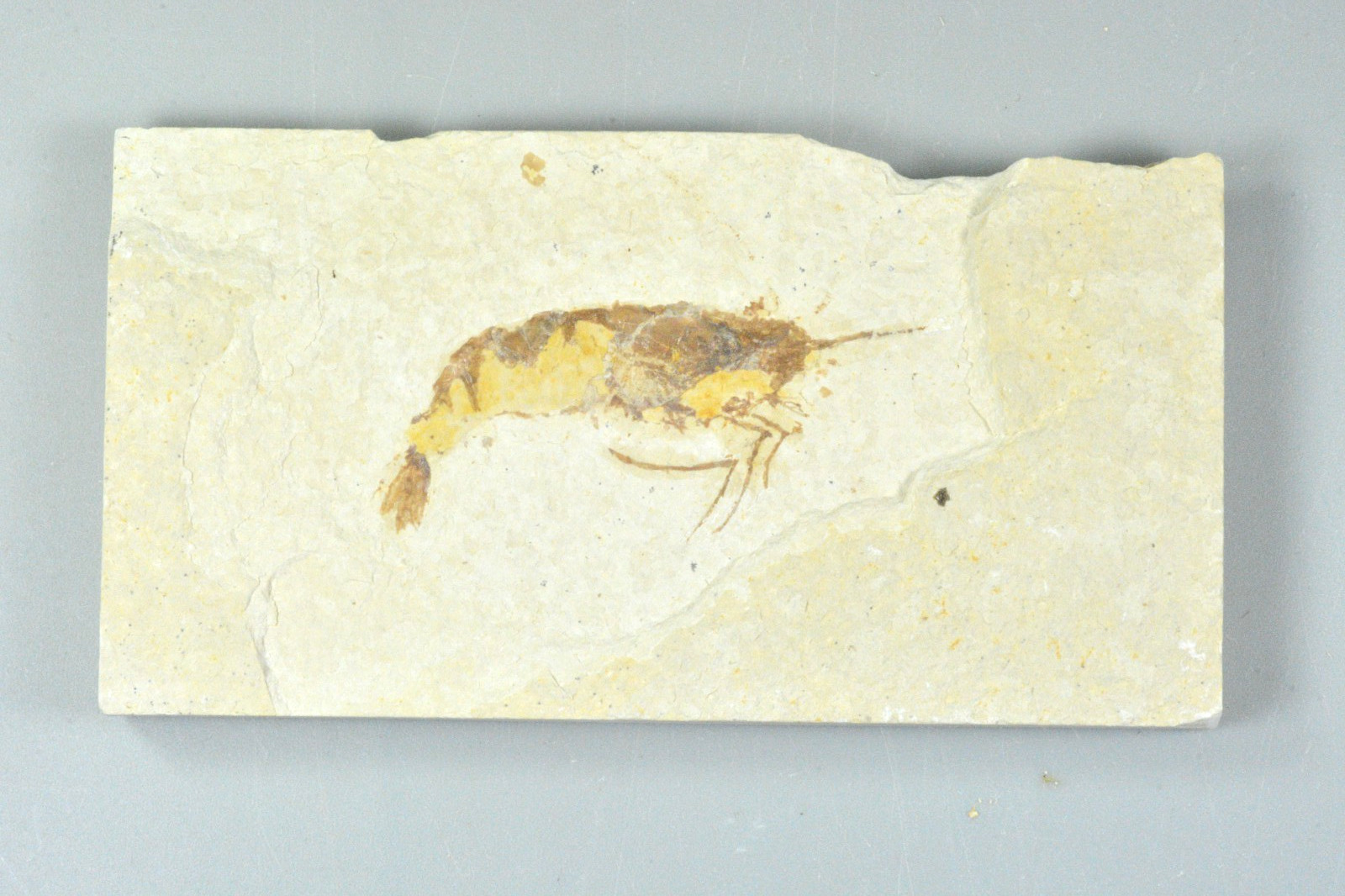 Bechleja rostrata, Shrimp Fossil, Green River Formation, Wyoming