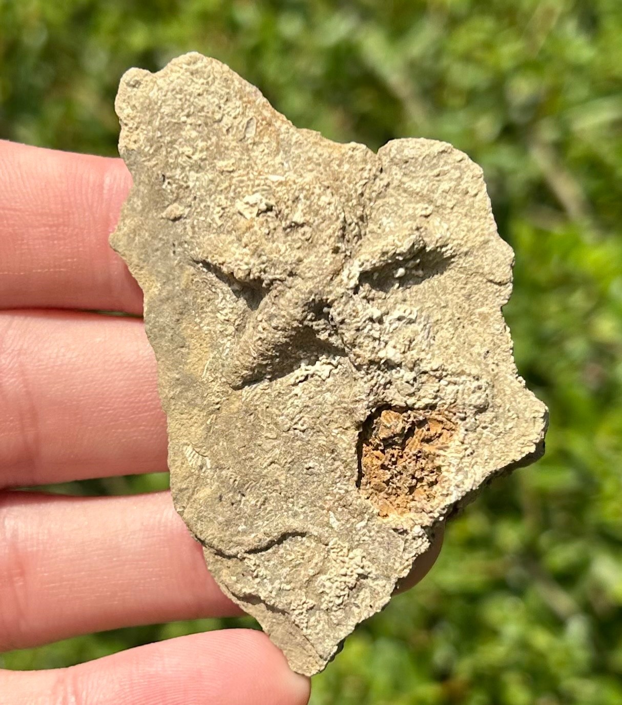 Alabama Fossil Starfish Cast Mississippian Age Bangor Limestone Formation