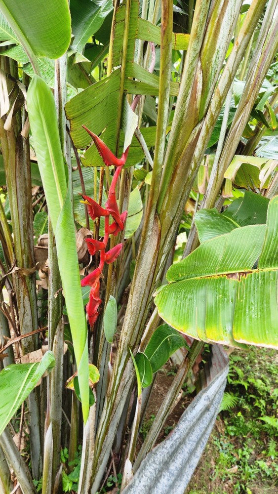 Heliconia longissima