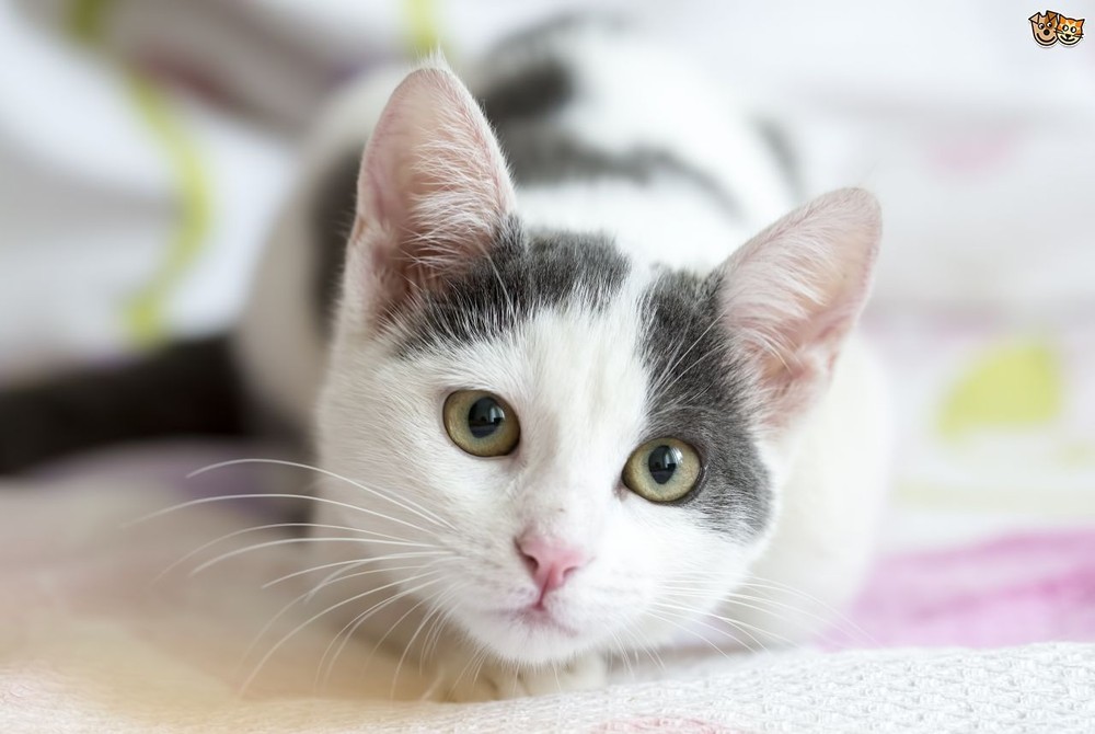 cat immune system support - CAT IMMUNE SUPPORT - BOOSTER 3B- milk thistle cat