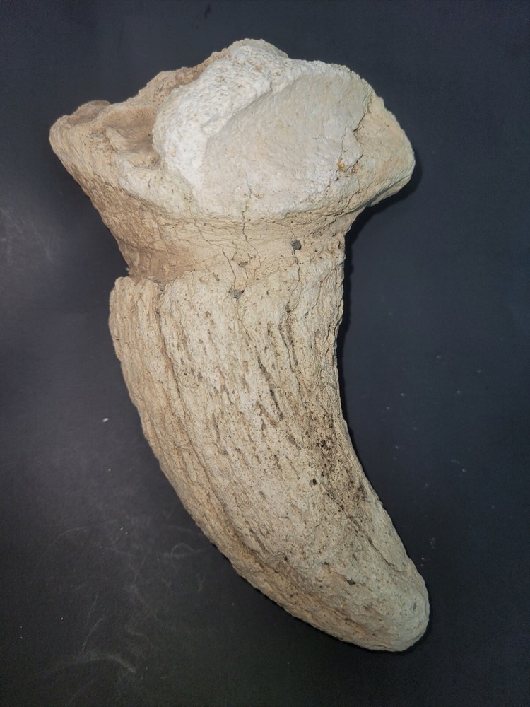 BISON HORN From ICE AGE