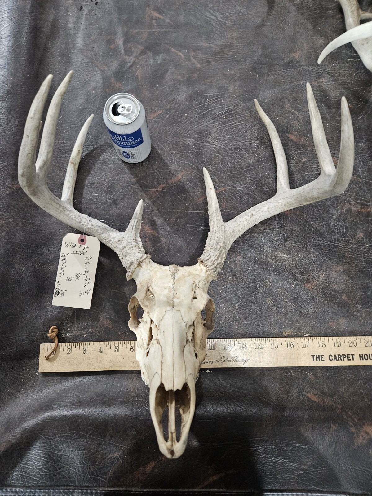Wild 8 Point Whitetail Deer Antler Rack Horn European Skull Mount Man Cave 122"