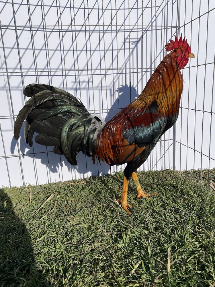 DoubleHFarm|| Fertilized 12 Hatching Eggs