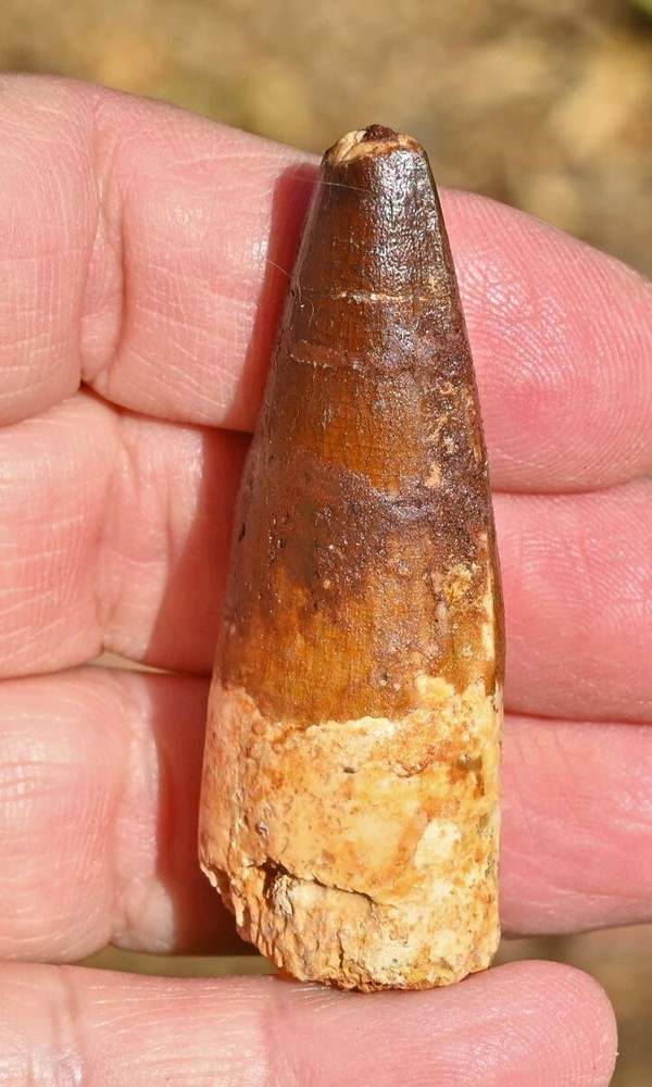 Spinosaurus tooth 2.55 inches, from Morocco #2