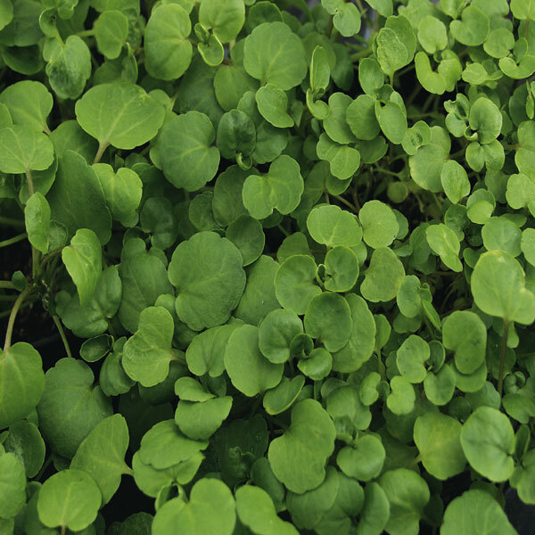 True Watercress Seeds 1,000 Heirloom Non-GMO Seeds Free Shipping