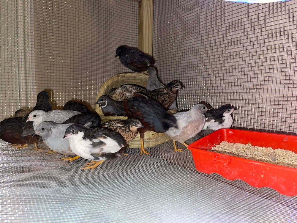 6+ Extra Button Chick (Button Quail) Hatching Eggs – Fresh & Hand Selected