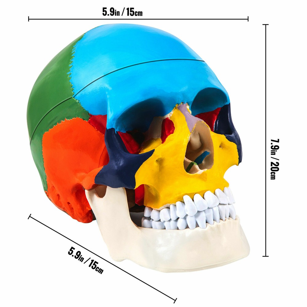 Human Skull Colored Skeleton 8 Pc Brain Model & 7 Cervical Vertebrae Base USA