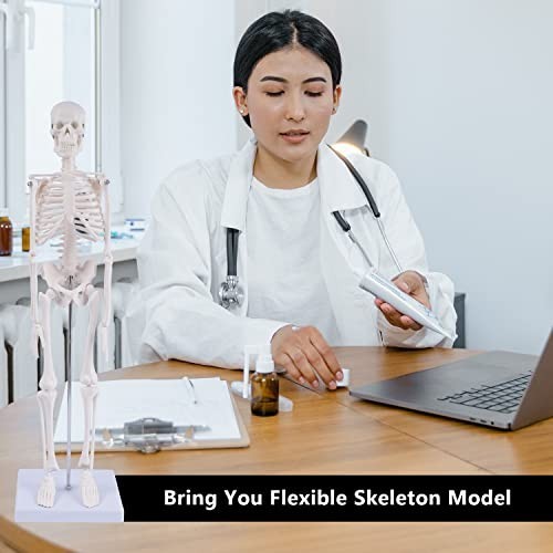 17" Mini Human Skeleton Model - Anatomical Study Tool with Movable Arms & Legs,