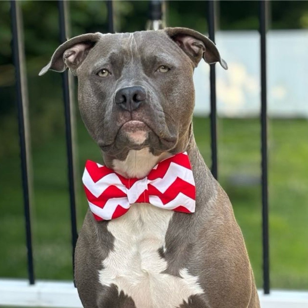 Triangles Pet Bow Tie or Sailor Bow-4 Sizes Available