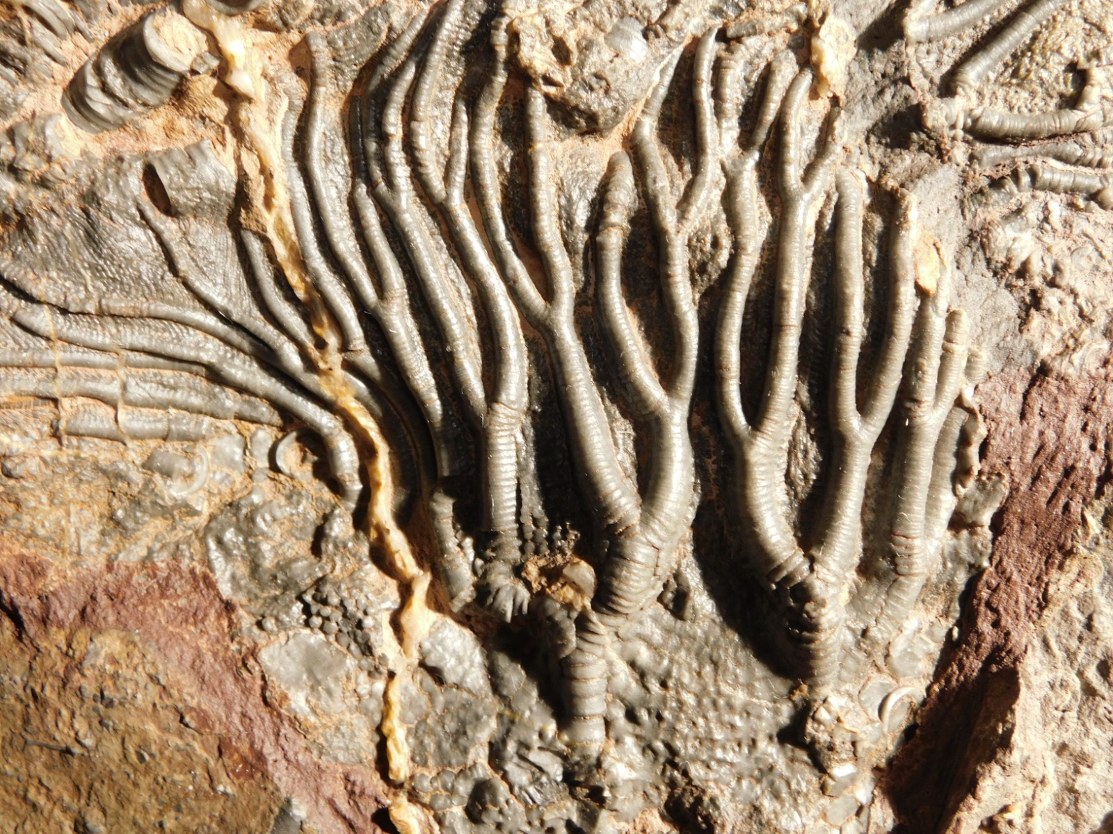 wOw! BIG! 430 Million Year Old! CRINOID Fossil or Sea LILY Fossil Morocco 1144gr