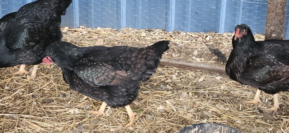 8+ Dark Cornish Hatching Eggs