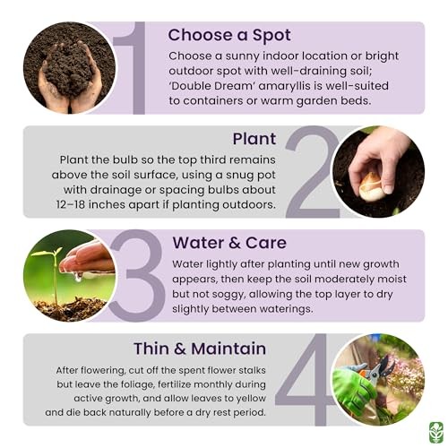 Double Pink Amaryllis Bulb – Large Bulb for Planting, 4-8 Blooms, 16–24" Tall