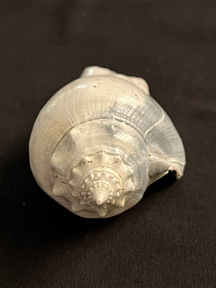 RARE Fossilized FIGHTING CONCH Shell From Central Florida.