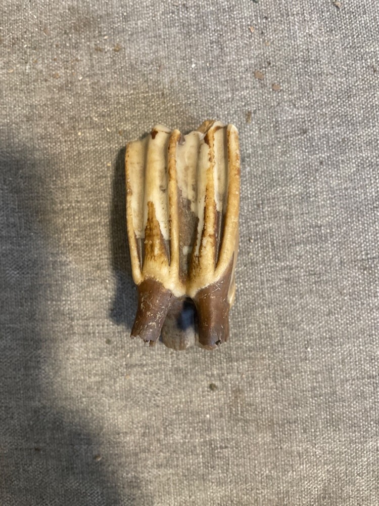 ice age horse tooth
