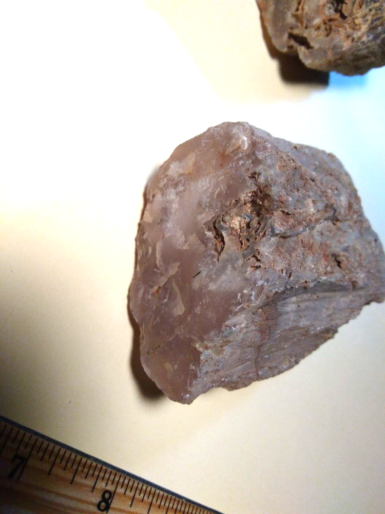 Petrified Wood Limb Casts