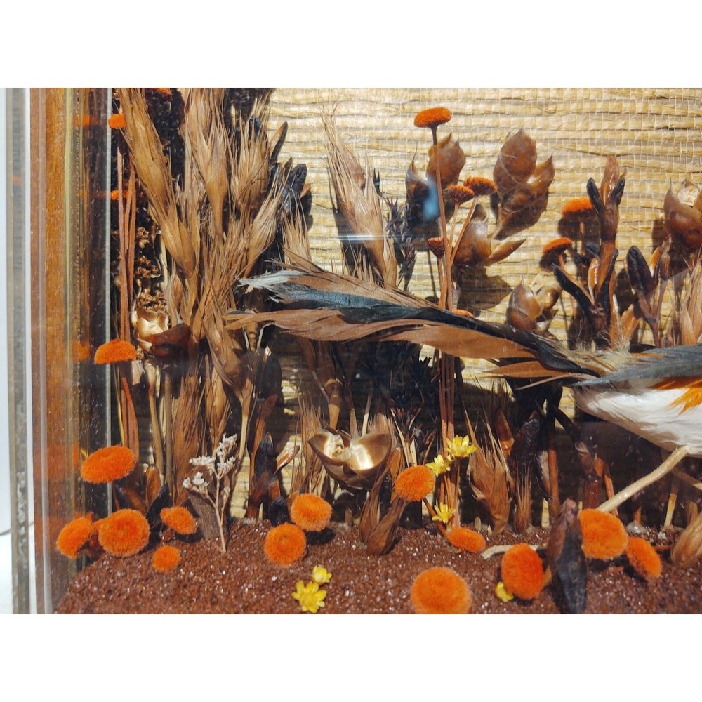 Road Runner Bird Diorama Frame