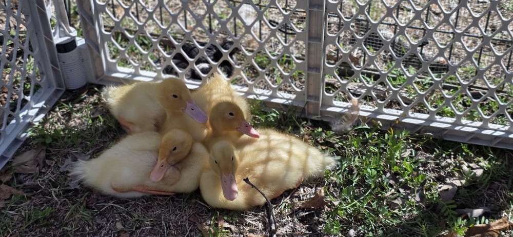 baby pekin ducks