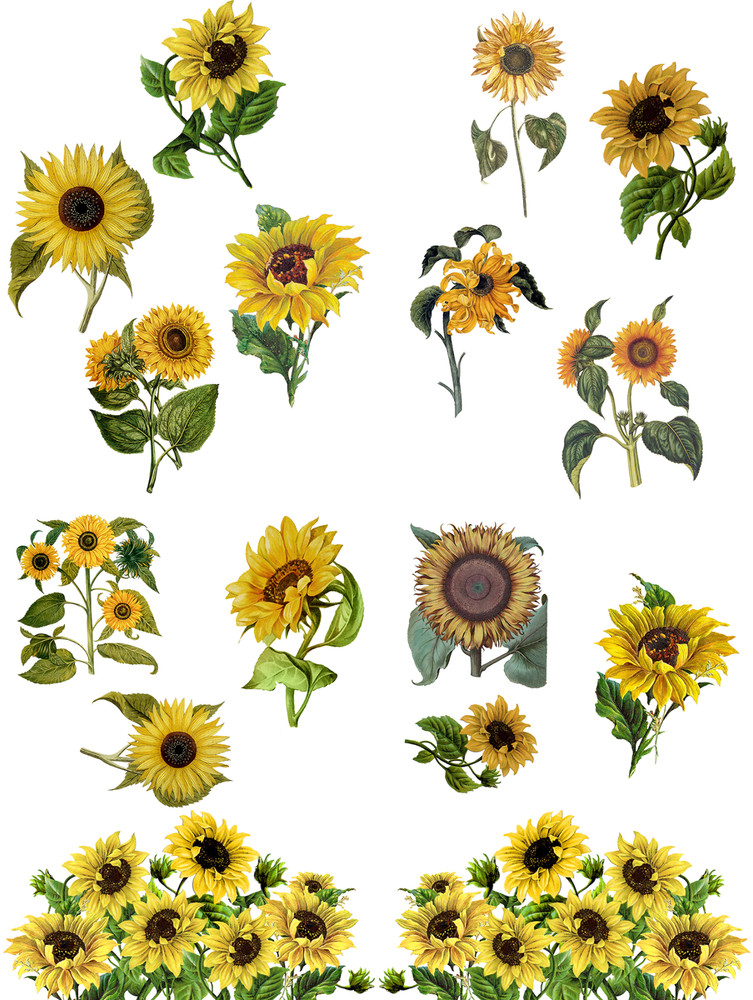 Sunflowers Transfer