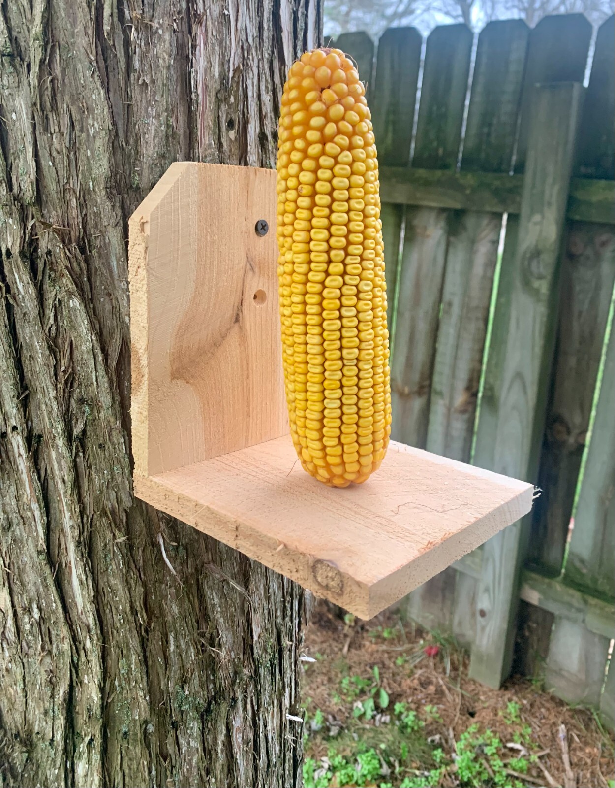 Whole Ear Corn Feed – 25 lb Bag | Squirrel, Bird & Critter Feed | Michigan Grown