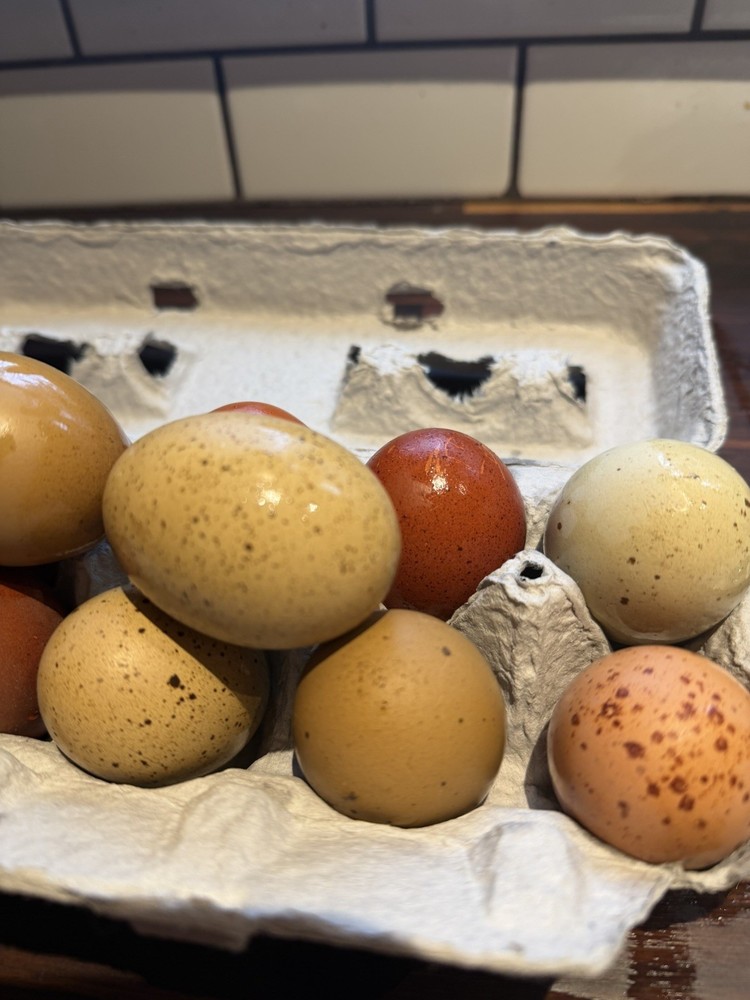 Black Copper Marans & Olive/Coffee/Earth Egger Hatching Eggs