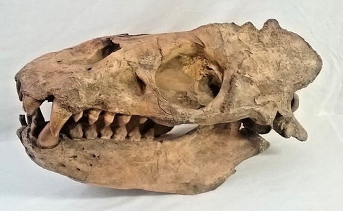 ALLODESMUS  SKULL  REPLICA
