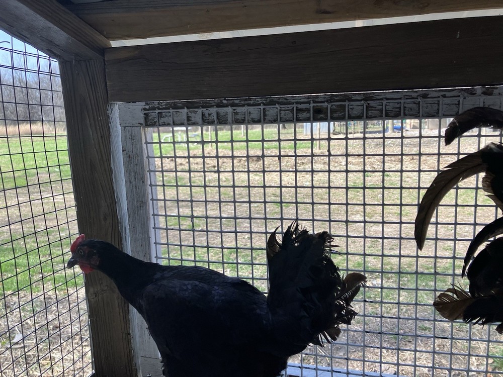 12 Black Peruvians Hatching Eggs