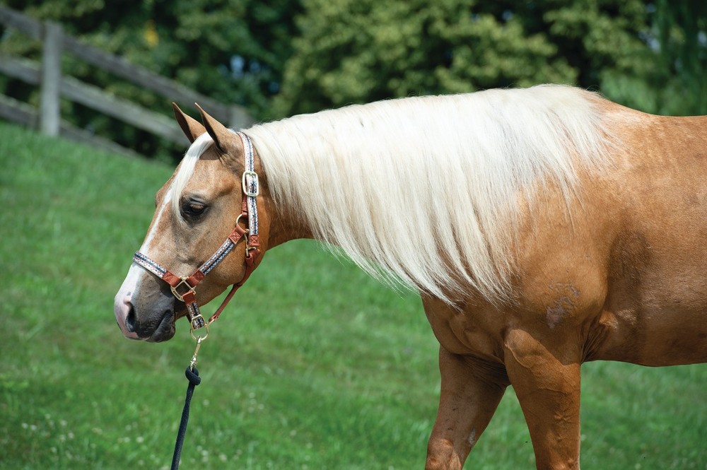 Weaver Leather, Patterned Non-Adjustable Nylon Halter, Trekking West
