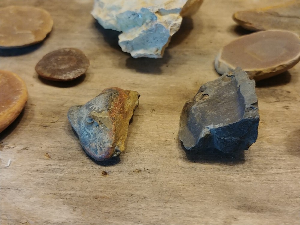 Fossil Lot 34 Total Pieces