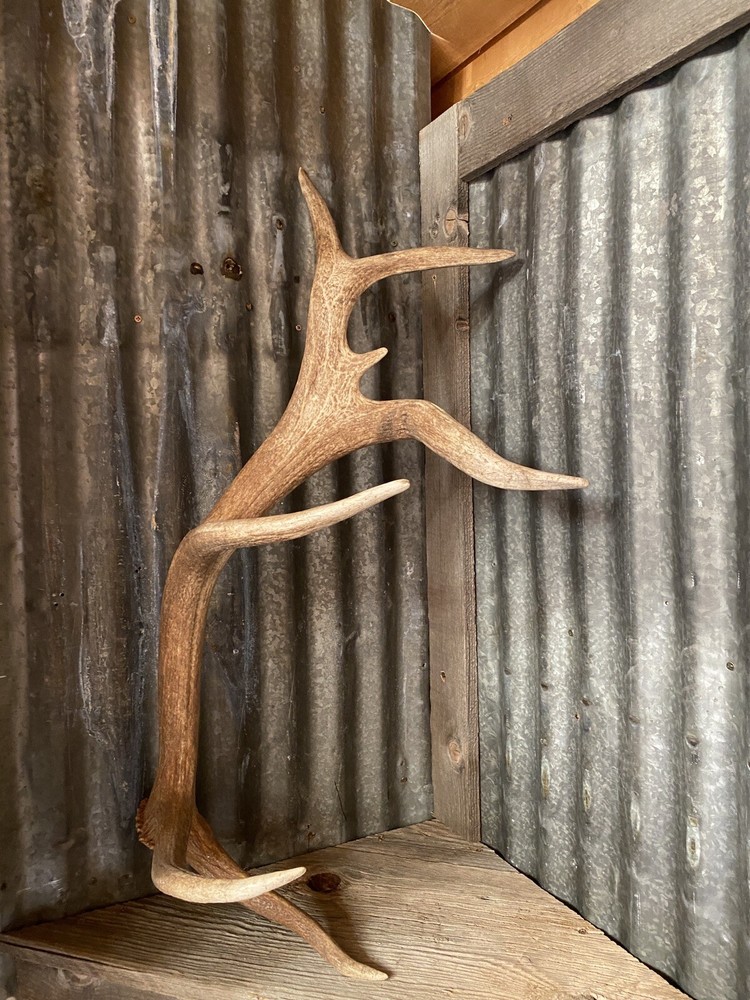 Very Cool Elk Shed ~ Antler