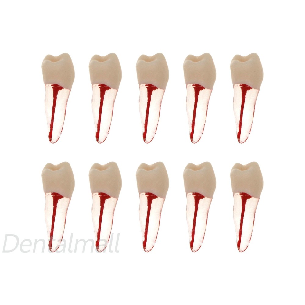 10 Size Dental Root Canal Practice Model Teeth for Pulp Study RCT Endo File