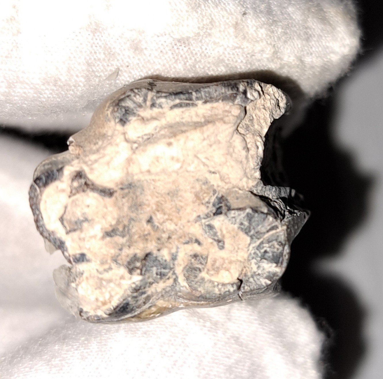 EOCENE FOSSIL HORSE [EQUUS] TOOTH FRAGMENTS FROM ARCADIA, FLORIDA – SPECIMENS #5