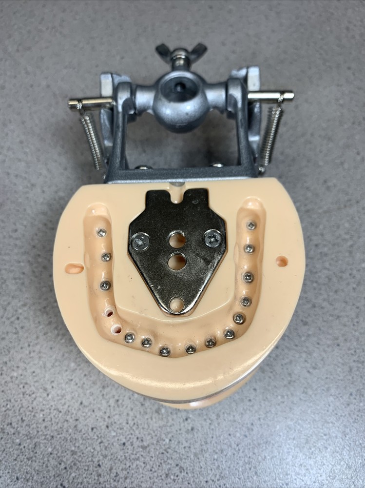 Dental Typodont Model With Removable Teeth Unbranded