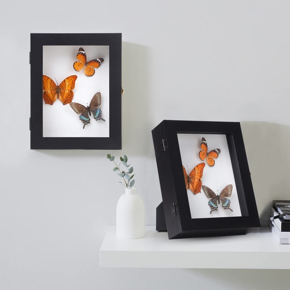 IHEIPYE Insect Display Case Wall Mount Bug Display Case Collection Box for Butte