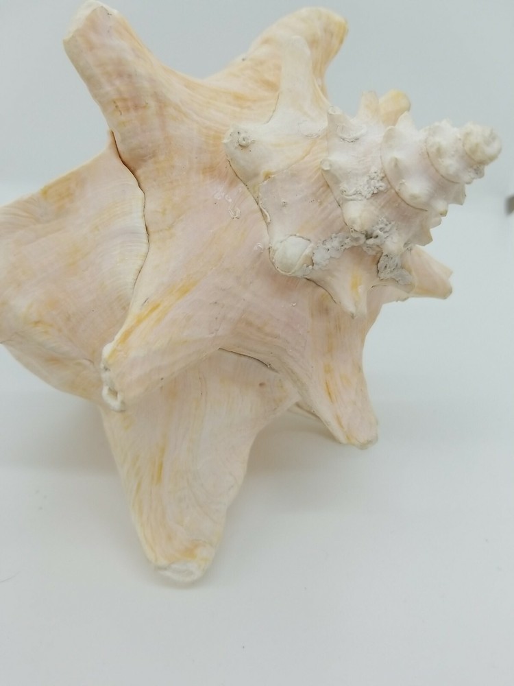 Natural Pink Inside Conch Shell Display Nautical Decor