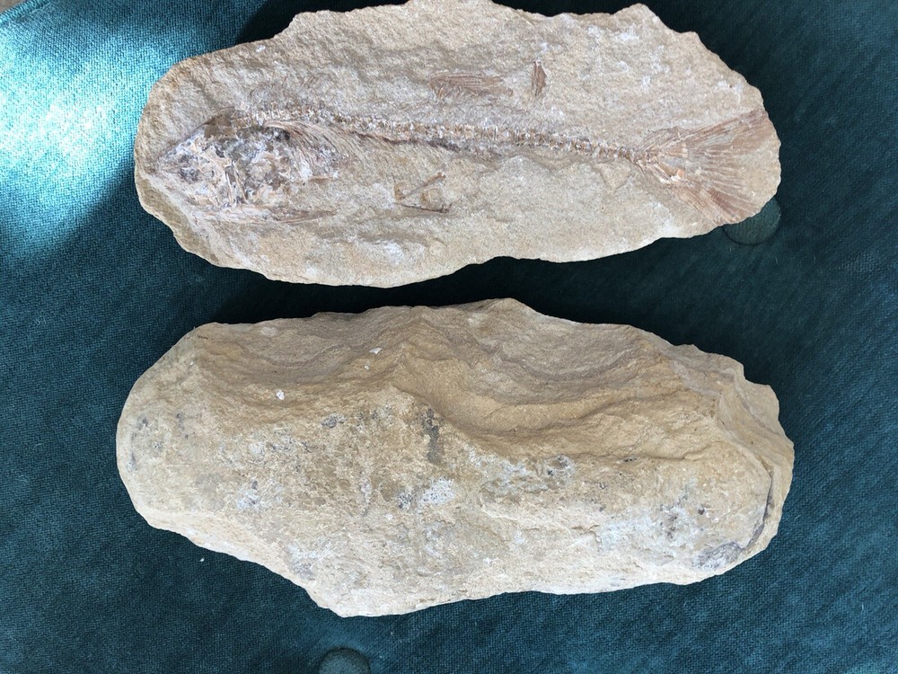 Fossil Fish Two Pieces 10.5" HEAVY