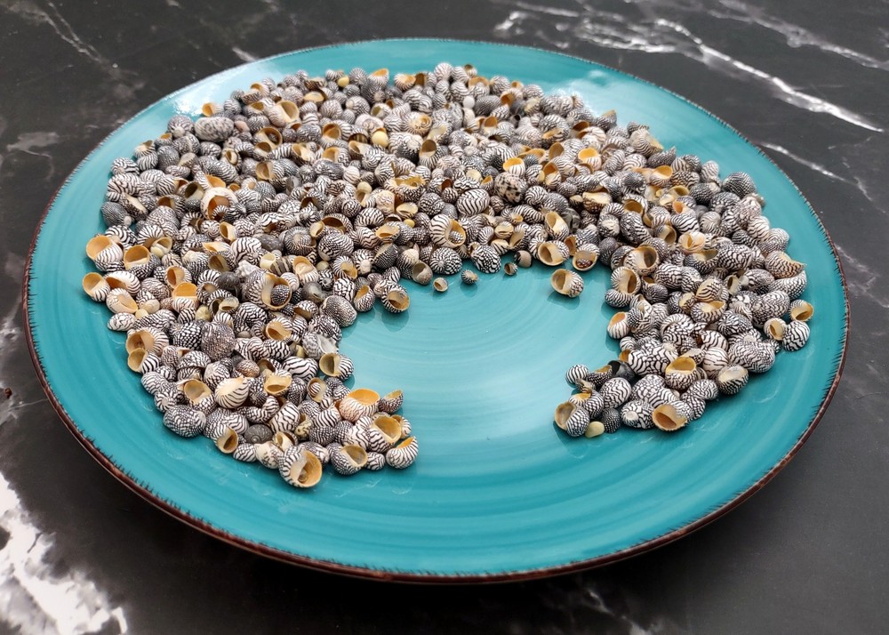 Zebra Nerite Seashells Black White (approx. half cup 850 shells 0.25+ inches)