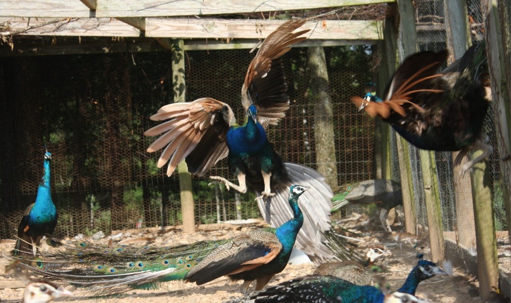 4 Peacock Hatching Eggs