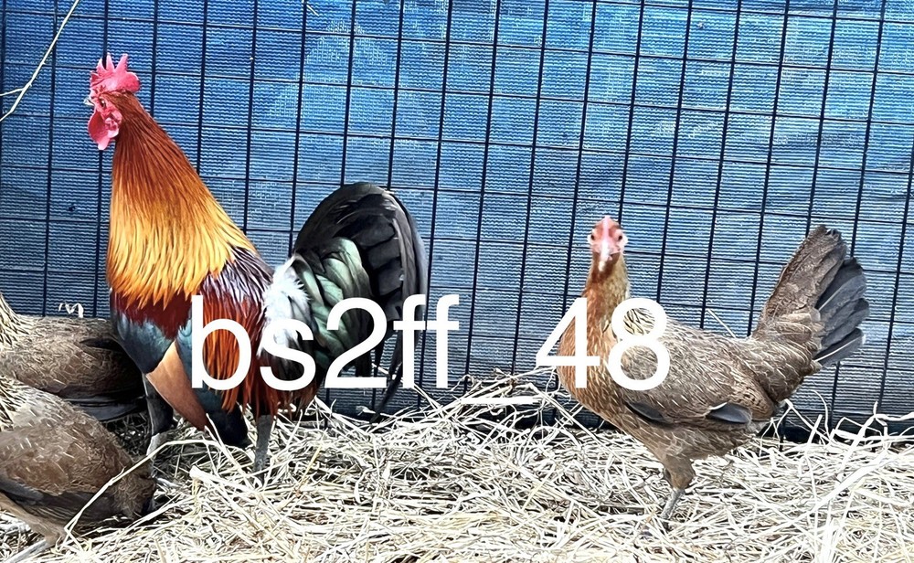 3 Red Jungle Fowl Hatching Eggs