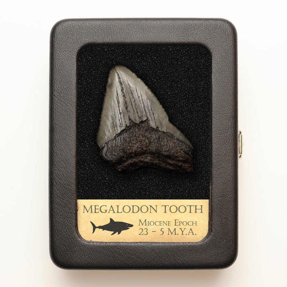 Megalodon Tooth With Display Case
