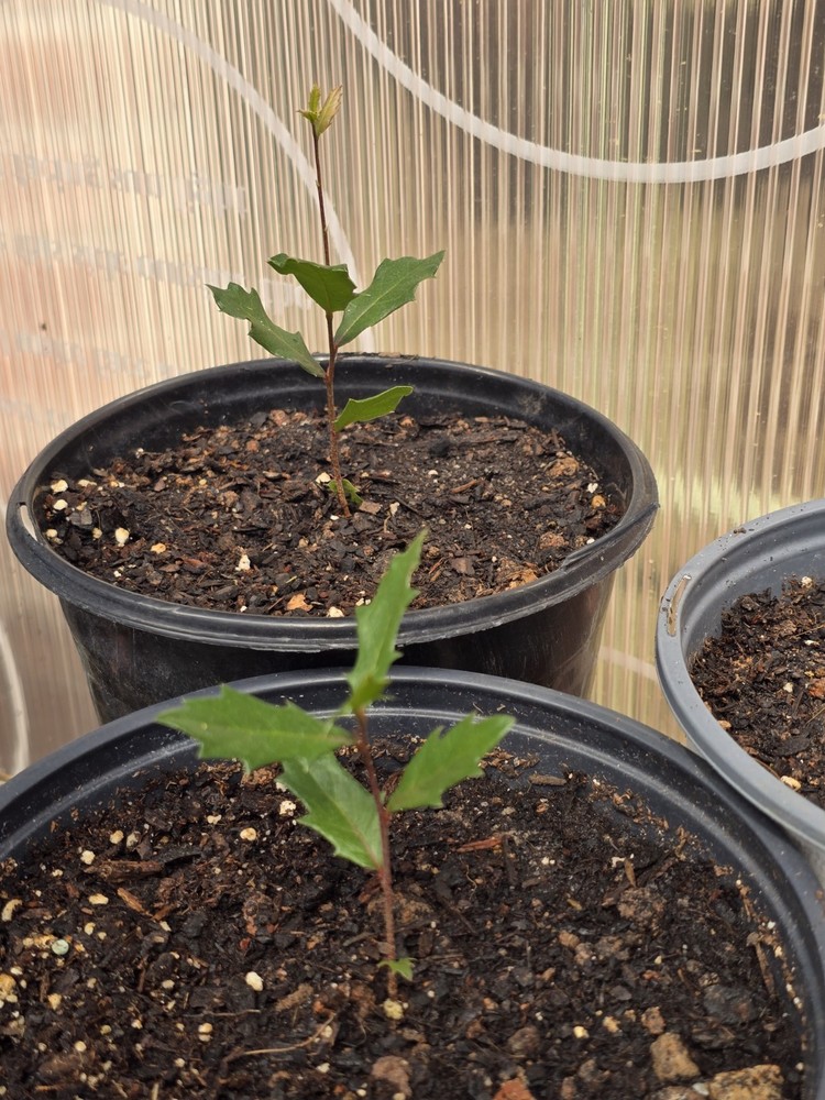 Bare Root Live Oak Tree