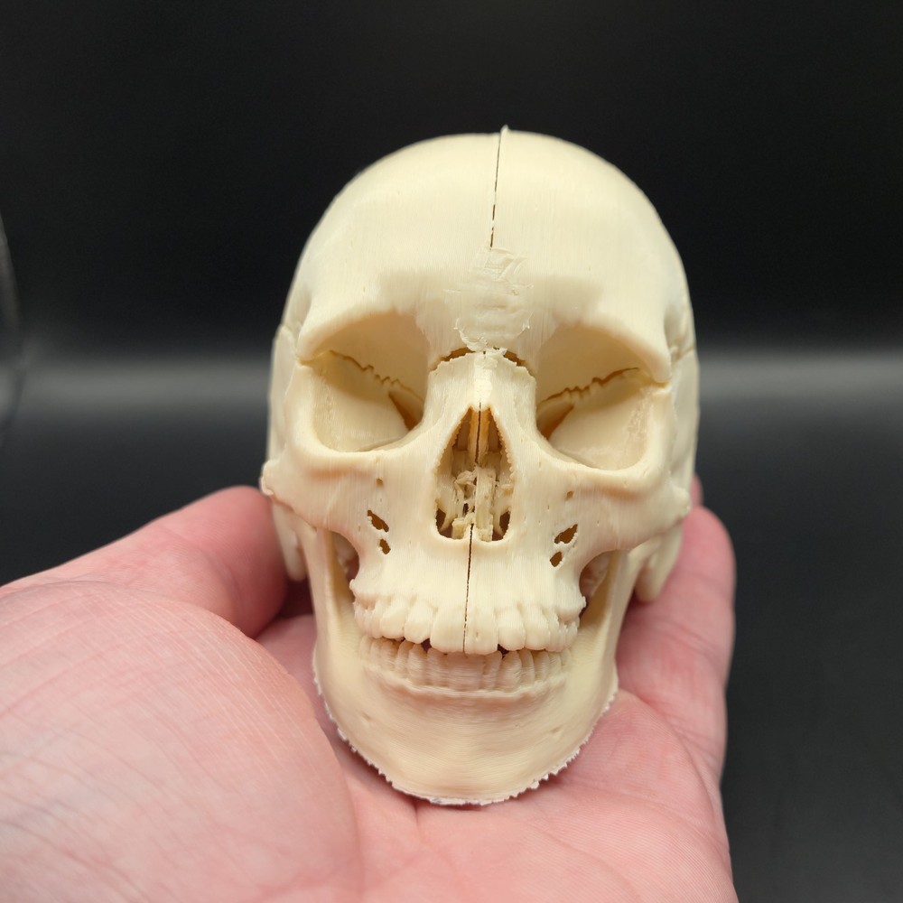 Tiny Human replica mini Skull 3D Print anatomically correct Gag gift 3"