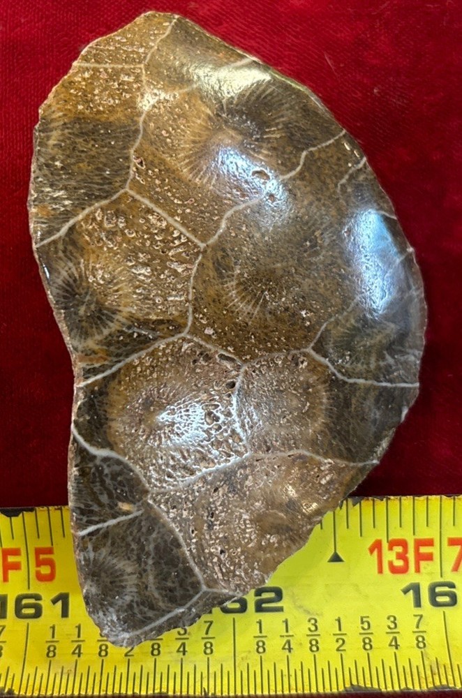 Petrified Coral End Polished