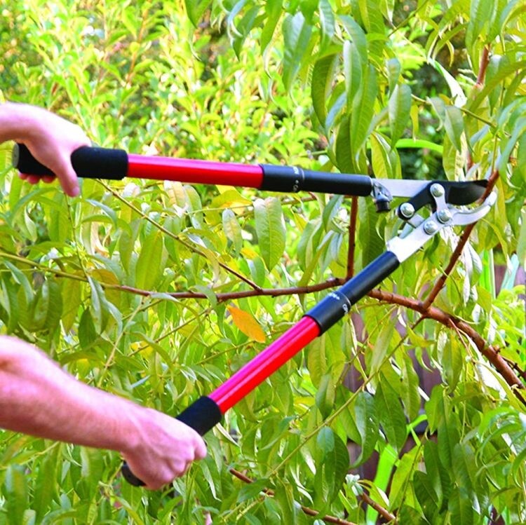 Corona Bypass Lopper Compound-Action Extendable Handle 1.5-Inch Capacity