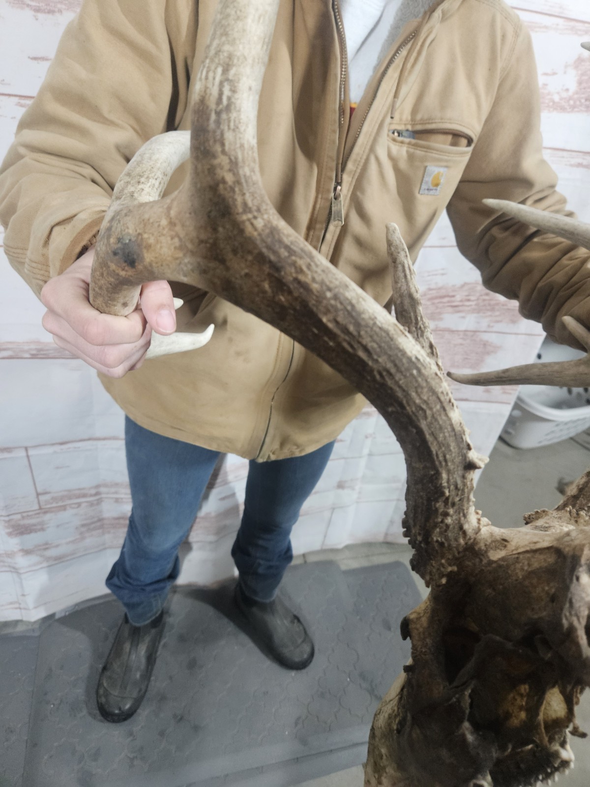 Wild 10 Point Whitetail Deer Antler Rack Horn European Skull Mount Man Cave 148"